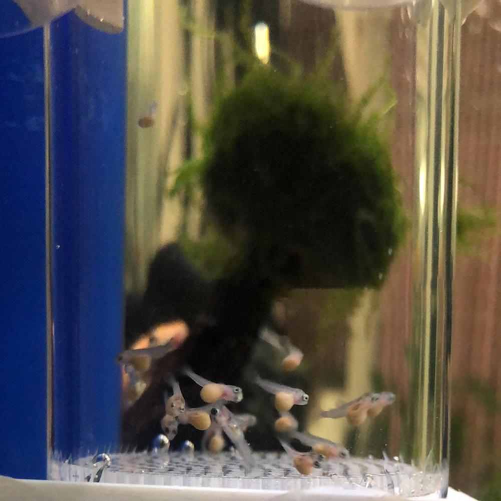 Incubatrice per uova di pesce  - Lab Incubator recensione e prezzo